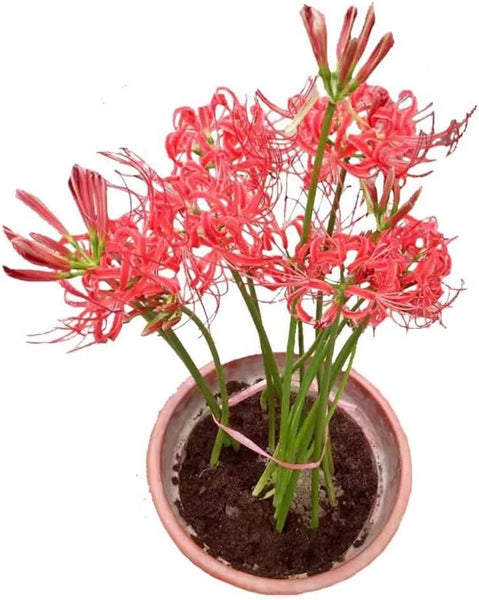 Red Lycoris Spider Lily Bulbs Radiata Hurricane Cluster Amayllis Growing Bonsai Roots Rhizomes Corms Tubers Potted Planting Reblooming Fragrant Garden Species Blooms Flower Seeds Plant Gardening