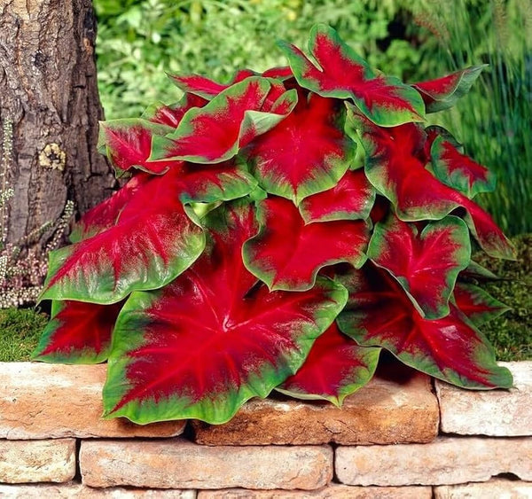 Cardinal Caladium Bulbs for Planting - Perennial Hosta, Elephant Ears, Fancy Size 4-8cm