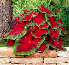 Cardinal Caladium Bulbs for Planting - Perennial Hosta, Elephant Ears, Fancy Size 4-8cm