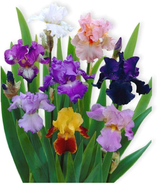 Bearded Iris Califlora 'Colorful Mix' Plant Bulbs (3) Gift Box - Mixed Colors Flowering Blooms in Spring & Fall Gardens