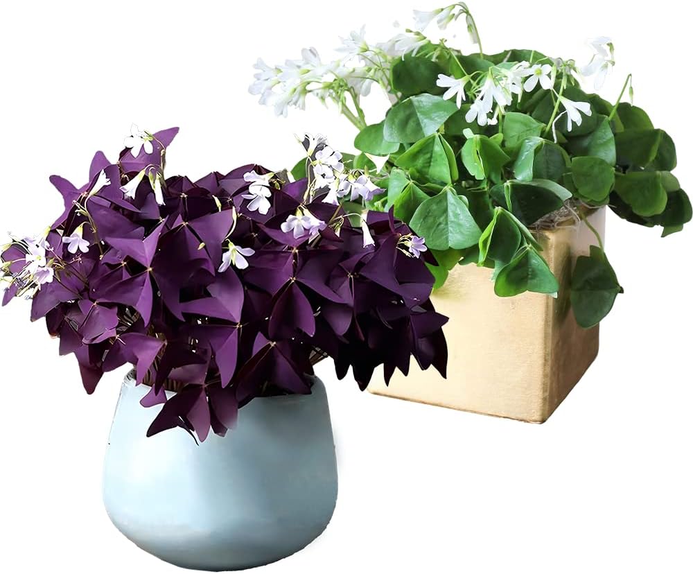 30pcs Mix Oxalis Triangularis Bulbs Purple and Green Shamrocks Bulbs Robust Bulbs for Planting