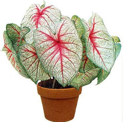 White Queen Caladium Bulb - Fancy Leaf Caladium - 1 Caladium Root