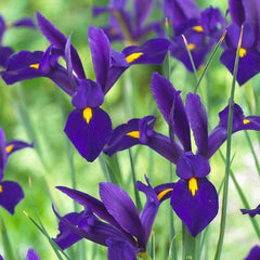 Complete Spring Flower Bulb Garden - 50 Bulbs for 50 Days of Continuous Blooms (Spring Color from March Through June) - Easy to Grow Fall Planting Bulbs