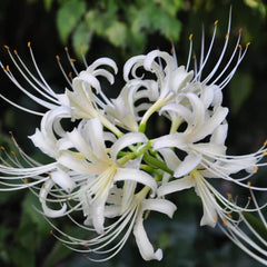 White Spider Lily Lycoris Bulbs Radiata Hurricane Lily Cluster Amayllis Growing Bonsai Roots Rhizomes Corms Tubers Potted Planting Reblooming Fragrant Garden Species Blooms Flower Seeds Plant Gardening