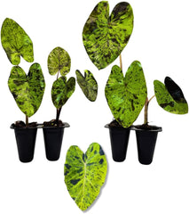 Elephant Ear Plants | Black Magic | (4-Pack) Easy-to-Grow Live Colocasia Plants, Perfect for Indoor/Outdoor Gardens, 3-8 inches Height - Seedsplant