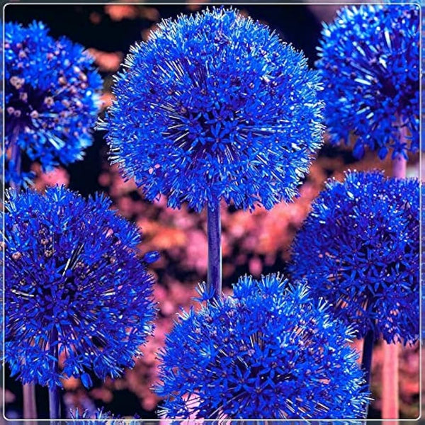 Blue Allium Bulbs for Planting - Allium 