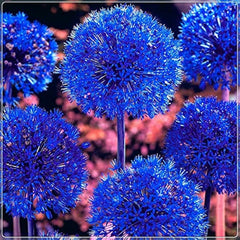 Blue Allium Bulbs for Planting - Allium "Azureum" Caeruleum (5 Bulbs)