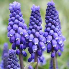 Complete Spring Flower Bulb Garden - 50 Bulbs for 50 Days of Continuous Blooms (Spring Color from March Through June) - Easy to Grow Fall Planting Bulbs