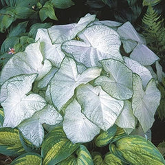 Fancy Caladium Bulbs for Planting (2 Bulbs) - Easy & Fast Growing Indoor or Outdoor Plants (Pink Cloud)
