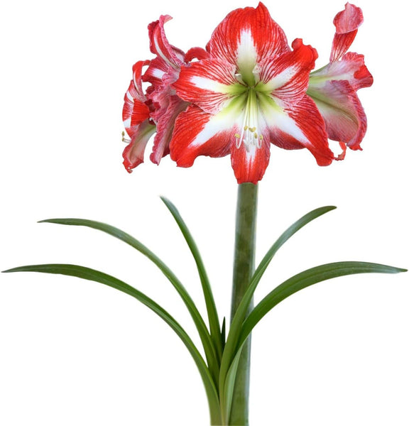 Amaryllis 'Minerva' Plant Bulb (1 Pack 24/26cm) - Red & White Flowering Blooms for Holiday & Indoor or Outdoor Gardens