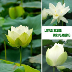 35+ Bonsai Lotus Flower Seeds for Home Planting Ornamental, Mixed Pink & Red Flower, Aquatic Plant for Courtyard, Hotel, Goldfish Pond, Water Lily Seeds