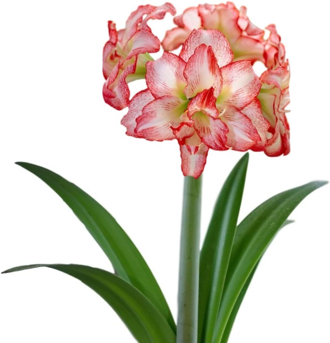 Amaryllis 'Double Record' Plant Bulb (1 Pack 24/26cm) - Large Red & White Double Flowering Blooms for Holiday Indoors & Outdoor Gardens