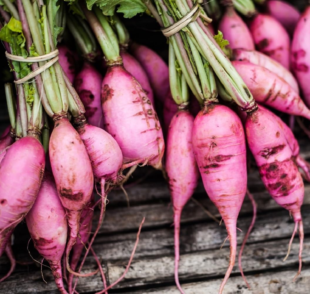 Radish Seeds for Planting – Non-GMO Heirloom Vegetable Seeds – Full Instruction Packets to Plant in Your Home Outdoor Garden – Gardening Gift – 100 Purple Plum Radish Seeds Per Pack (1 Packet)