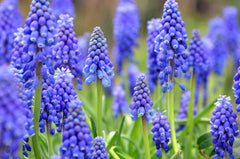 20 Grape Hyacinth Bulbs-muscari Armeniacum- Beautiful Spring Blooms, Perennial Garden Flowers