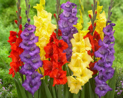 10 Gladiolus Bulbs, Mixed Colors - Sword Lily, Easy to Grow Perennial