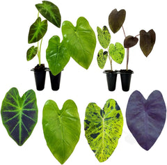 Elephant Ear Plants | Black Magic | (4-Pack) Easy-to-Grow Live Colocasia Plants, Perfect for Indoor/Outdoor Gardens, 3-8 inches Height - Seedsplant