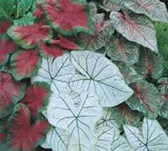 Caladium Bulbs, Fancy Mix, Pack of 3 Bulbs, Easy to Grow, Colorful Mix, Perennial Hosta Bulb Size 4-7cm
