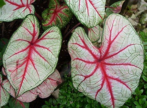 (4) Colorful Shade Loving Fancy Caladium White Queen Bulbs for Growing Your Own Caladium Plants