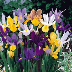 Dutch Iris Bulbs, Mixed-Perfect for Fall Planting!