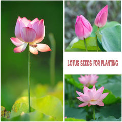 35+ Bonsai Lotus Flower Seeds for Home Planting Ornamental, Mixed Pink & Red Flower, Aquatic Plant for Courtyard, Hotel, Goldfish Pond, Water Lily Seeds