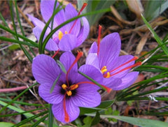 10 Saffron Sativus Crocus Corms - Instructions Will be Included