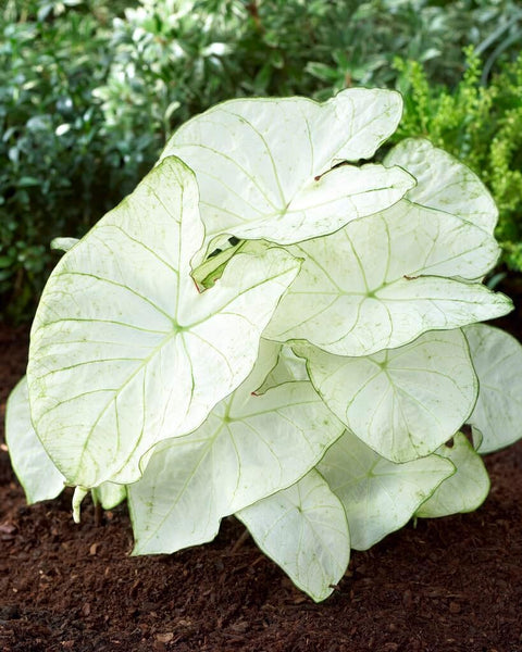 6 Florida Moonlight Caladium Bulbs for Planting - Fancy Caladium Bulbs - Easy & Fast Growing Indoor or Outdoor Plants