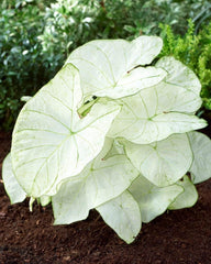 Moonlight Caladium Bulbs for Planting - Fancy Caladium Bulbs - Easy & Fast Growing Indoor or Outdoor Plants Bulbs Size 4-7cm
