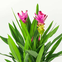 1pcs Red Zingiber Bulbs Ornamental Ginger Lotus Bulbs Ginger Perennial Flowering Plant for Garden Landscaping Pot Planting Curcuma alismatifolia Gagnep