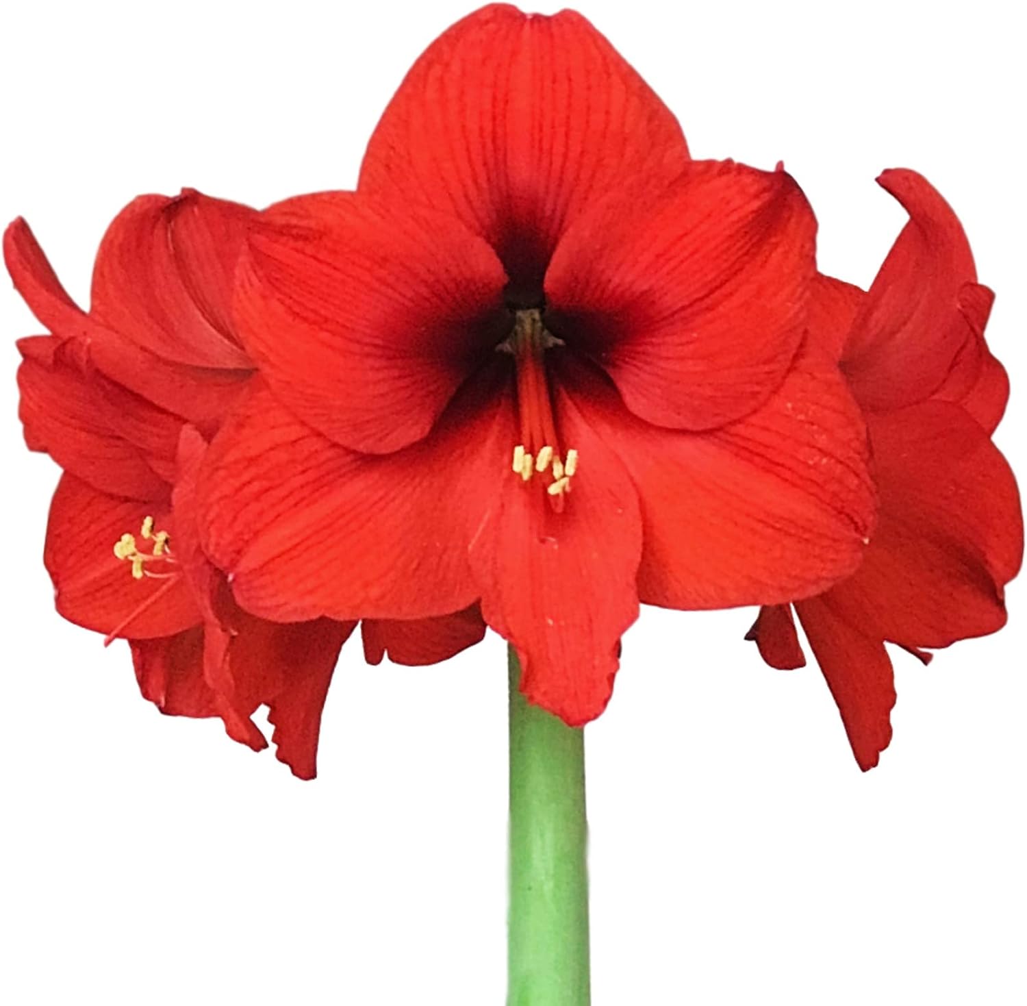 Amaryllis 'Ferrari Red' Plant Bulb (1 Pack) - Red Flowering Blooms for Holiday & Indoor or Outdoor Gardens Size 24/26cm