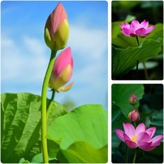 60PCS Open Mouth Bonsai Lotus Seeds Water Lily Flower Non-GMO Heirloom Garden Home for Planting (Purple)