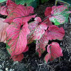 3 Pink Symphony Caladium Bulbs - Fancy Leaf Caladium - 3 Caladium Roots