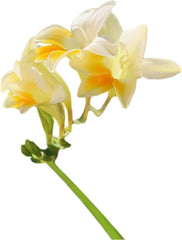 Freesia 'Single Flowering Mix' Plant Bulbs (15 Pack) - Fragrant Colorful Mix Flowering Blooms in Spring Gardens