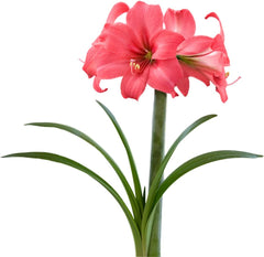 Amaryllis 'Temptation' Plant Bulb (1 Pack 24/26cm) - Red and White Flowering Blooms for Holiday Indoor & Outdoor Gardens