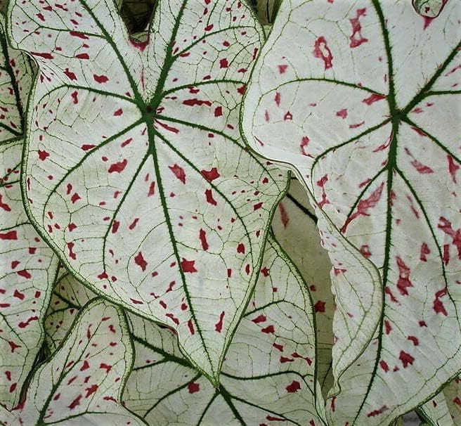 (5) Cranberry Star Caladium Bulbs