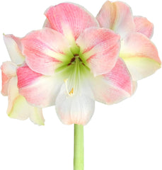 Amaryllis 'Apple Blossom' Plant Bulb (1 Pack 24/26cm) - Light Pink & White Flowering Blooms Indoor Outdoor Gardens