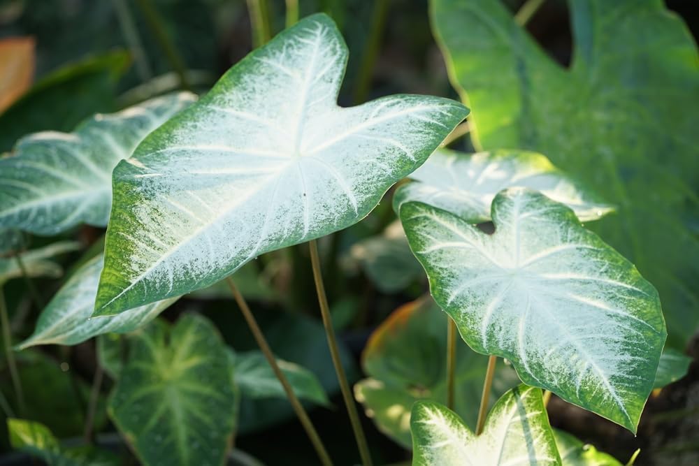 Aaron Caladium Bulbs for Planting - Perennial Hosta, Elephant Ears, Fancy (10 Bulbs)