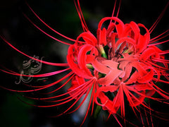 Heirloom Red Lycoris Spider Lilies Bulbs Radiata Hurricane Lily Cluster Amayllis Growing Bonsai Roots Rhizomes Corms Tubers Potted Planting Reblooming Fragrant Garden Species Blooms Flower Seeds Plant Gardening