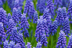 20 Grape Hyacinth Bulbs-muscari Armeniacum- Beautiful Spring Blooms, Perennial Garden Flowers