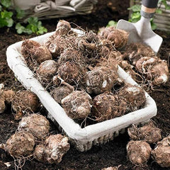 Caladium Bulbs for Planting - Fancy Leaf Mixed Caladium Large Bulbs for Planting Bulk Spring Bulbs to Plant in Spring Bulbs for Planting Outdoors - Elephant Ears Bulbs Size 4-7cm