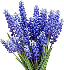 50 Grape Hyacinth - Muscari Armeniacum - Large Bulbs  Spring Bloom