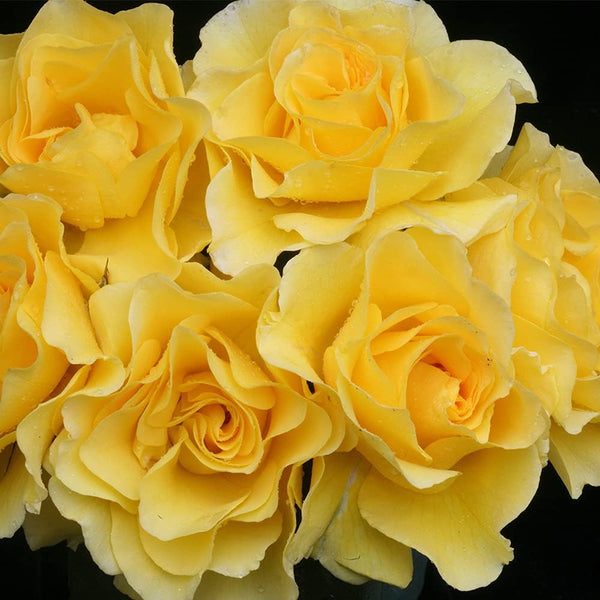 Heirloom Roses Rose Plant -  Yellow Rose Bush, Floribunda Live Plant for Planting Outdoors