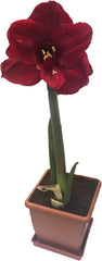 Black Pearl Amaryllis Bulb - Single Blooming Amaryllis, Easy to Grow Bulbs Size:24cm+ - Seedsplant
