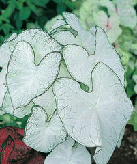 3 Florida Moonlight Caladium Bulbs - Fancy Leaf Caladium - 3 Caladium Roots