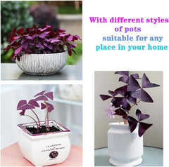 20PCS Purple Shamrocks Bulbs Good Luck Plant Purple Oxalis Bulbs for Planting Grows Indoor or Outdoor Oxalis Triangularis Bulbs