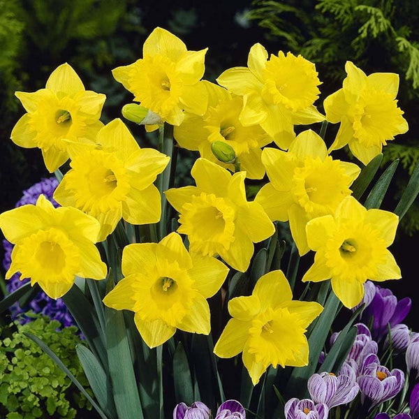 March Spring Bulbs Complete Spring Flower Bulb Garden - 50 Bulbs for 50 Days of Continuous ...