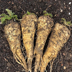 Parsnip Seeds for Planting - 100 Heirloom Non GMO Seeds - Plant & Grow Hollow Crown Parsnip Seeds in Your Home Outdoor Vegetable Garden - Full Planting Packets with Full Instructions, 1 Packet