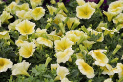 Petunia Lemon Slice Superbells Calibrachoa Light Yellow Plant Seeds