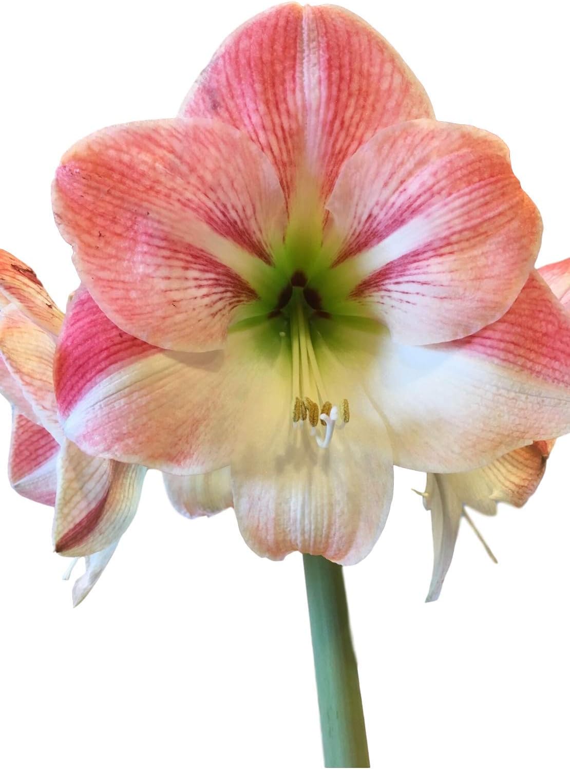 Amaryllis Apple Blossom Huge Bulb 28-36cm! Great Holiday Gift! Easy Grow Bulbs!