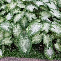 Caladium Aaron (8 Bulbs) Beautiful Ornamental Foliage. Now Shipping !