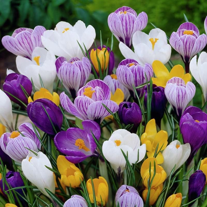 Complete Spring Flower Bulb Garden - 50 Bulbs for 50 Days of Continuous ...